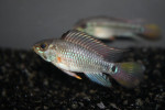 Eunotus